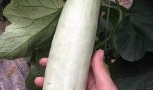 可以吃网红瓜的链接,跟随链接探寻热门话题背后的真相